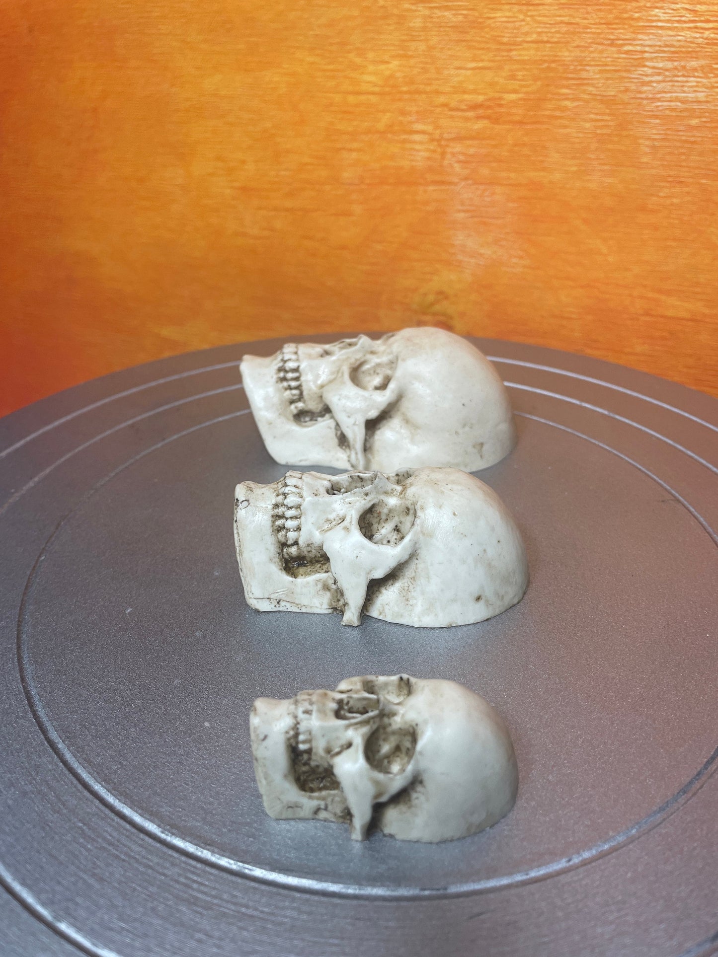 Realistic resin skulls for decoration