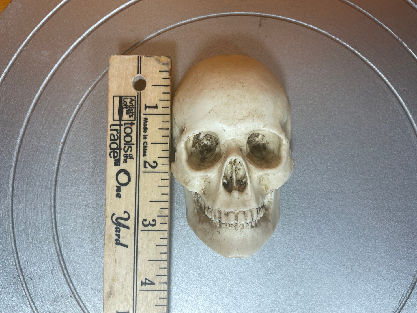 Realistic resin skulls for decoration