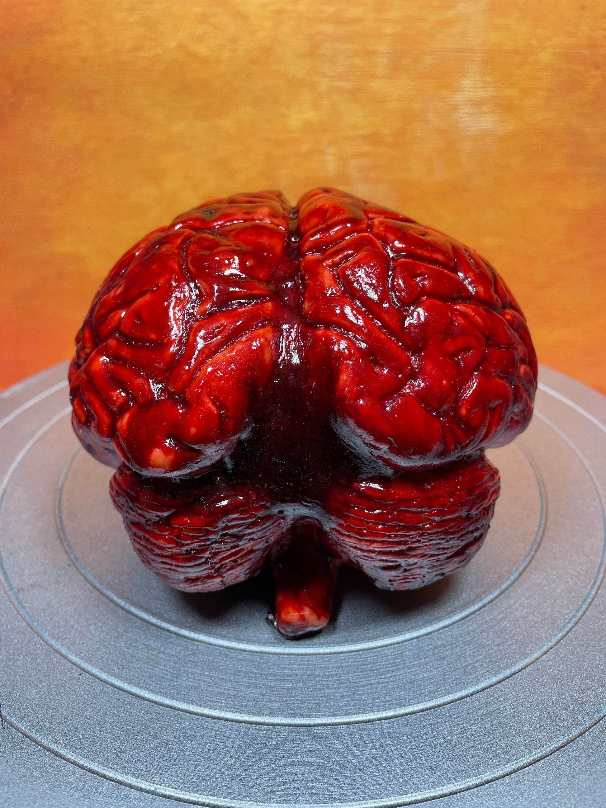 Bloody human brain Halloween prop, realistic & life size. Perfect as gory halloween prop, horror film or haunted house set decoration