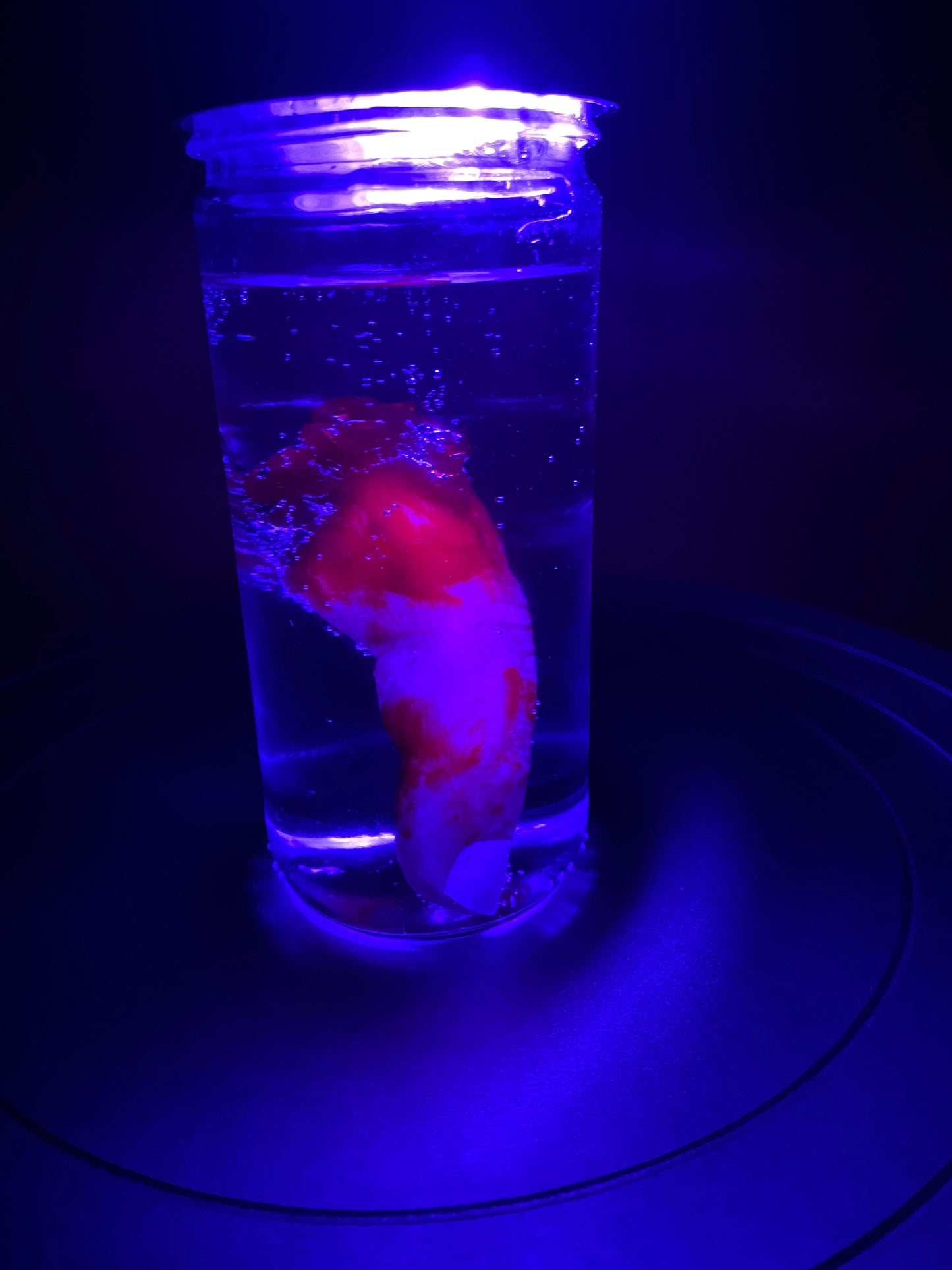 Wet Specimen Severed Finger in Jar. Lights up! No liquids. Great for Halloween, Haunted House, Horror Scenes, Horror props