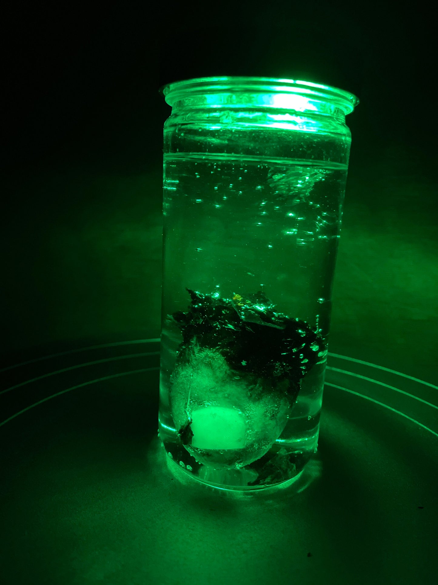 Wet Specimen Severed Toe in Jar. Lights up! No liquids. Great for Halloween, Haunted House, Horror Scenes, Horror props