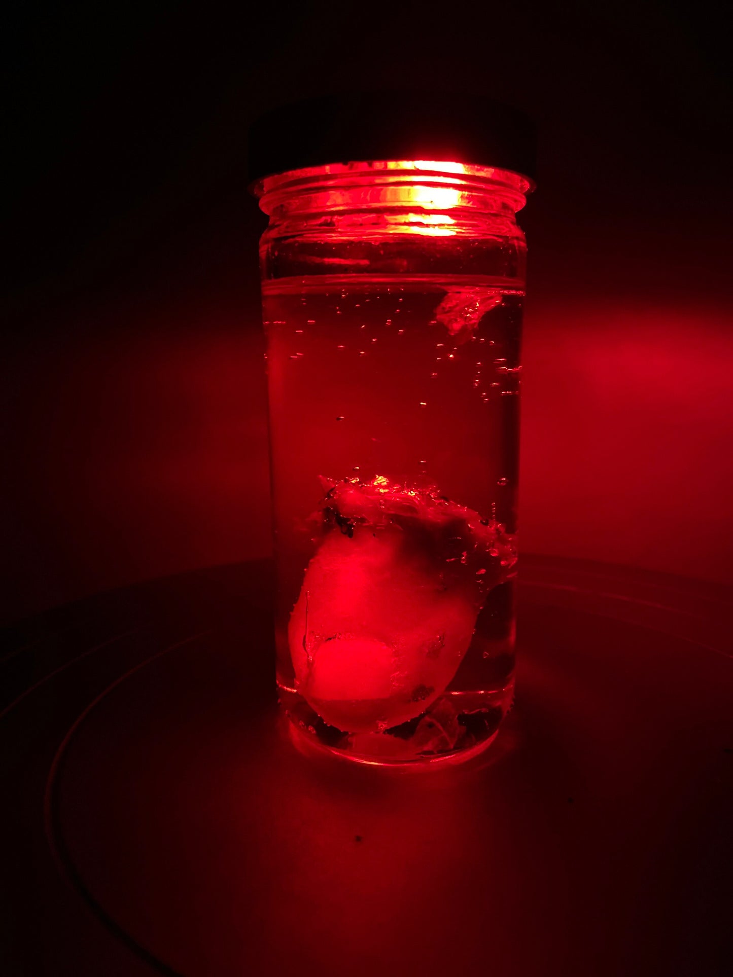 Wet Specimen Severed Toe in Jar. Lights up! No liquids. Great for Halloween, Haunted House, Horror Scenes, Horror props