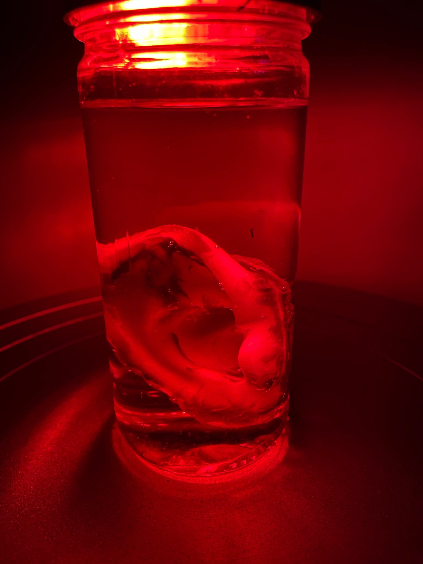 Wet Specimen Severed Ear in Jar. Lights up! No liquids. Great for Halloween, Haunted House, Horror Scenes, Horror props