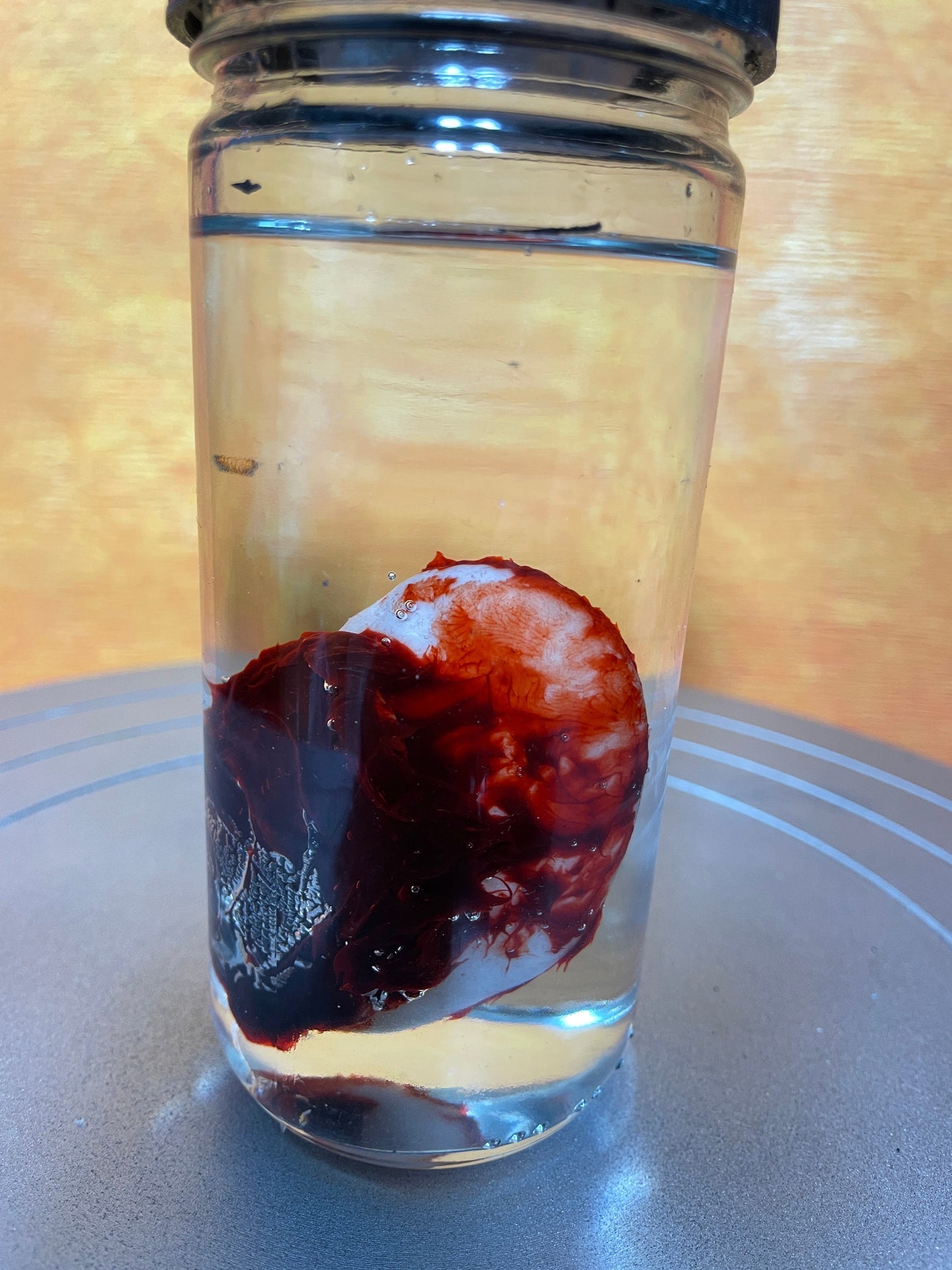 Wet Specimen Severed Ear in Jar. Lights up! No liquids. Great for Halloween, Haunted House, Horror Scenes, Horror props