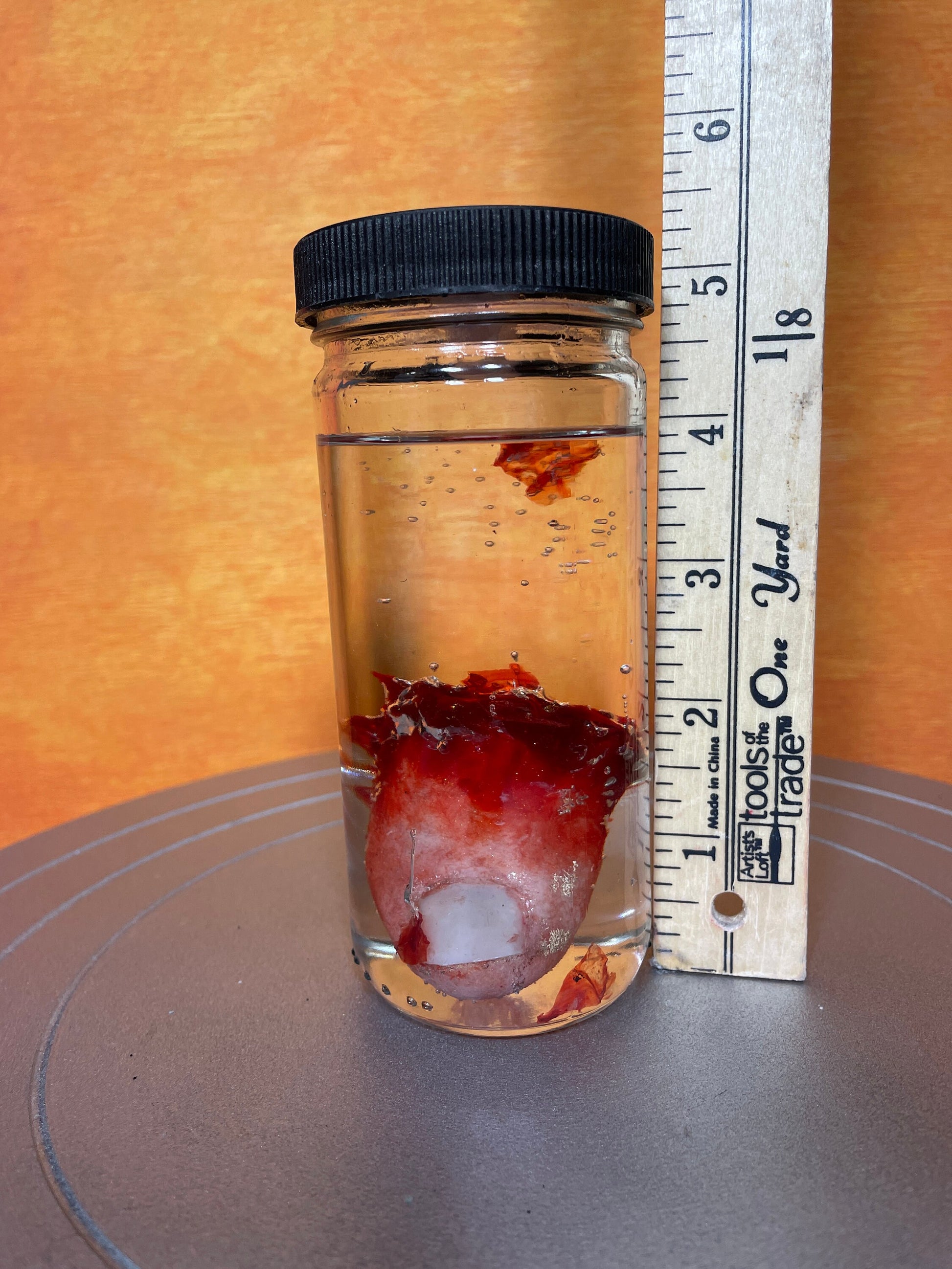 Wet Specimen Severed Toe in Jar. Lights up! No liquids. Great for Halloween, Haunted House, Horror Scenes, Horror props