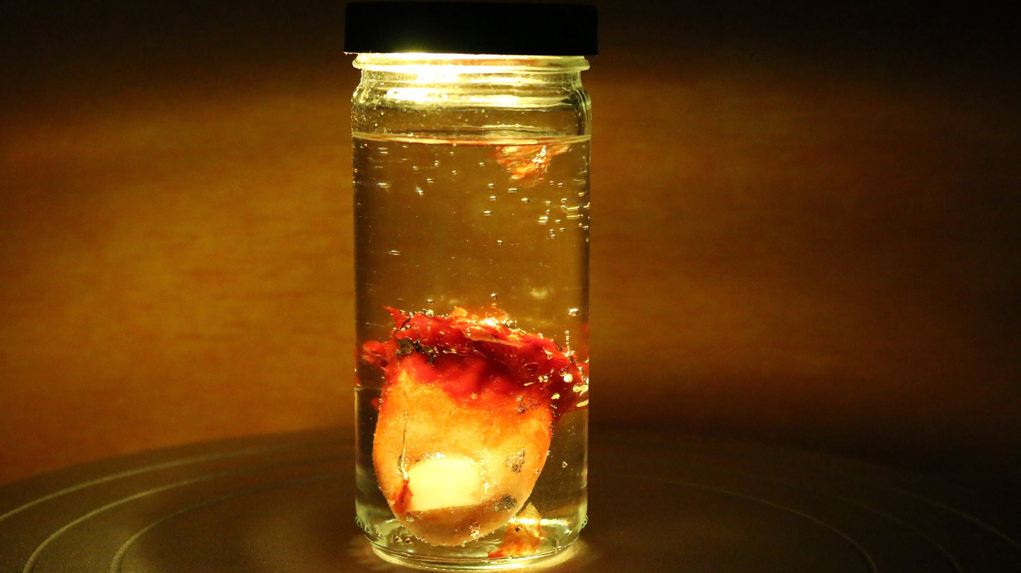 Wet Specimen Severed Toe in Jar. Lights up! No liquids. Great for Halloween, Haunted House, Horror Scenes, Horror props