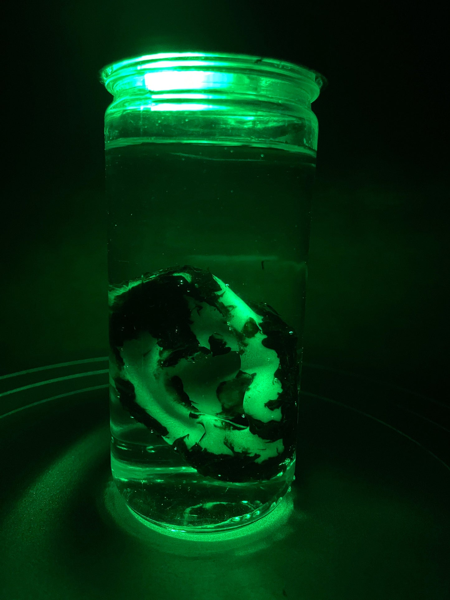 Wet Specimen Severed Ear in Jar. Lights up! No liquids. Great for Halloween, Haunted House, Horror Scenes, Horror props