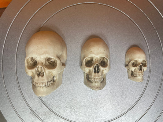 Realistic resin skulls for decoration