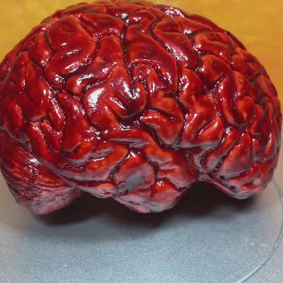 Bloody human brain Halloween prop, realistic & life size. Perfect as gory halloween prop, horror film or haunted house set decoration