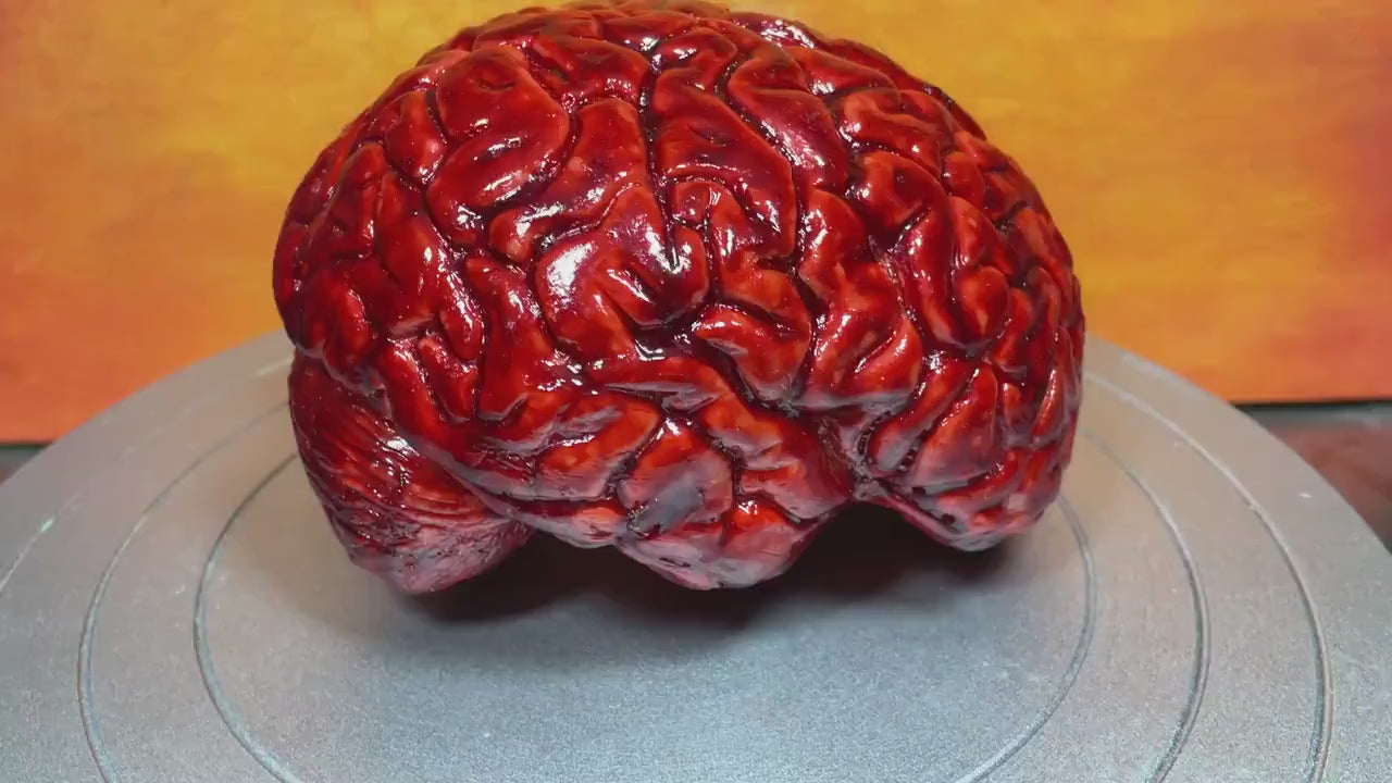 Bloody human brain Halloween prop, realistic & life size. Perfect as gory halloween prop, horror film or haunted house set decoration