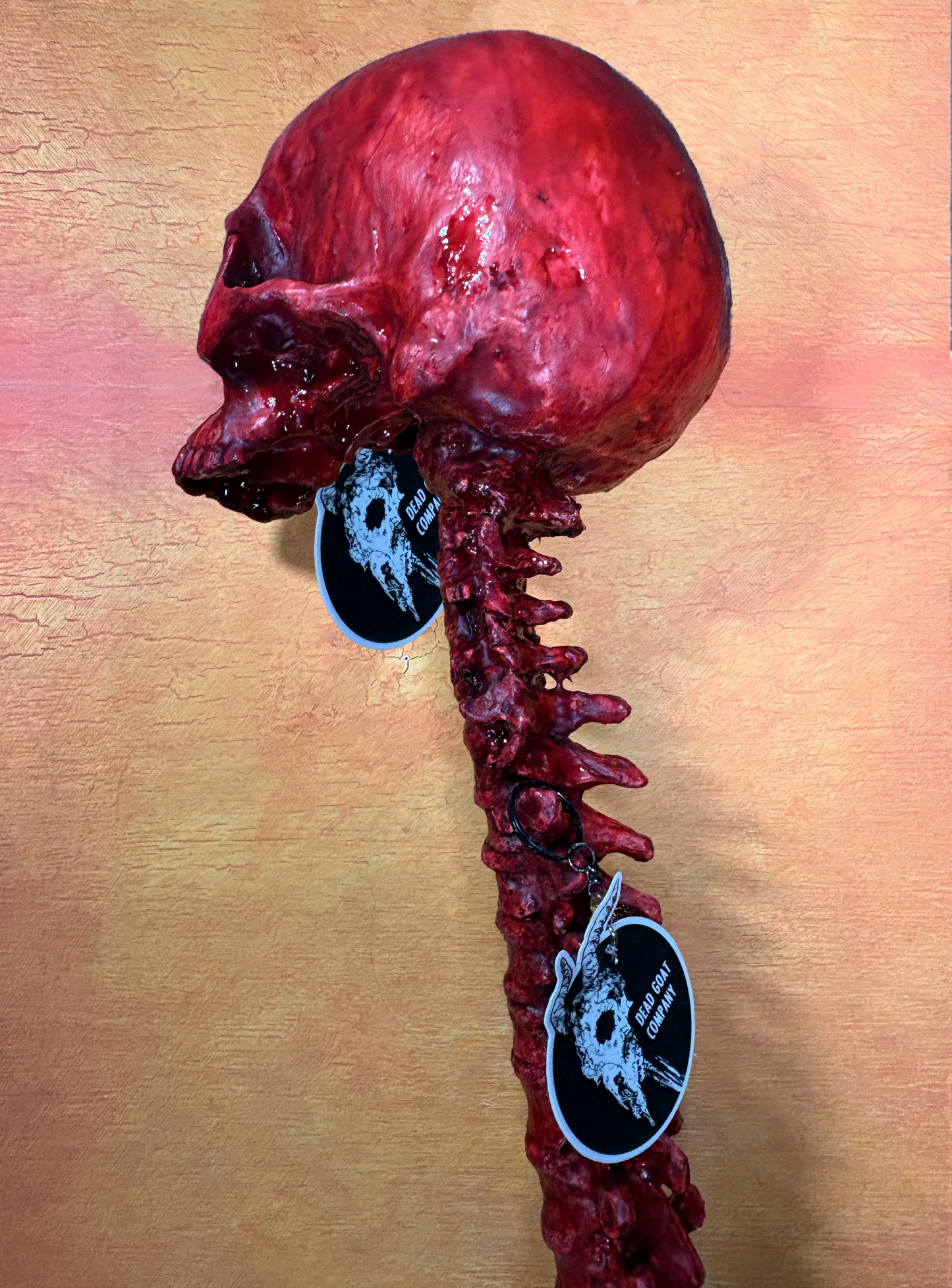 Bloody human skull with spine - life size - Halloween prop
