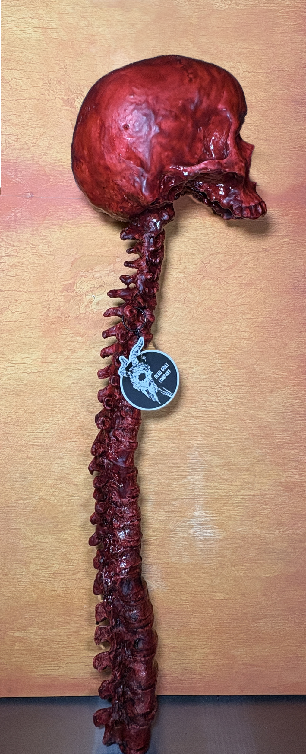 Bloody human skull with spine - life size - Halloween prop