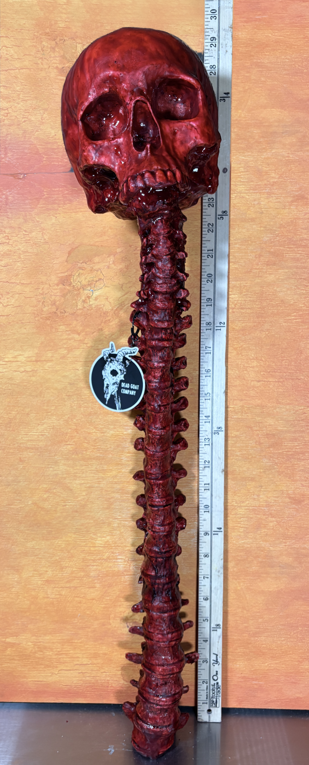 Bloody human skull with spine - life size - Halloween prop