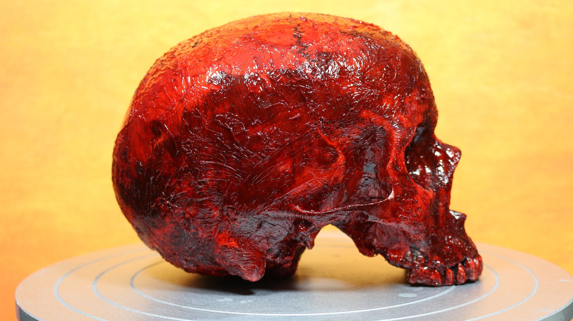 Life size bloody human skull. Great halloween decoration, haunted house prop or horror prop - Dead Goat Company