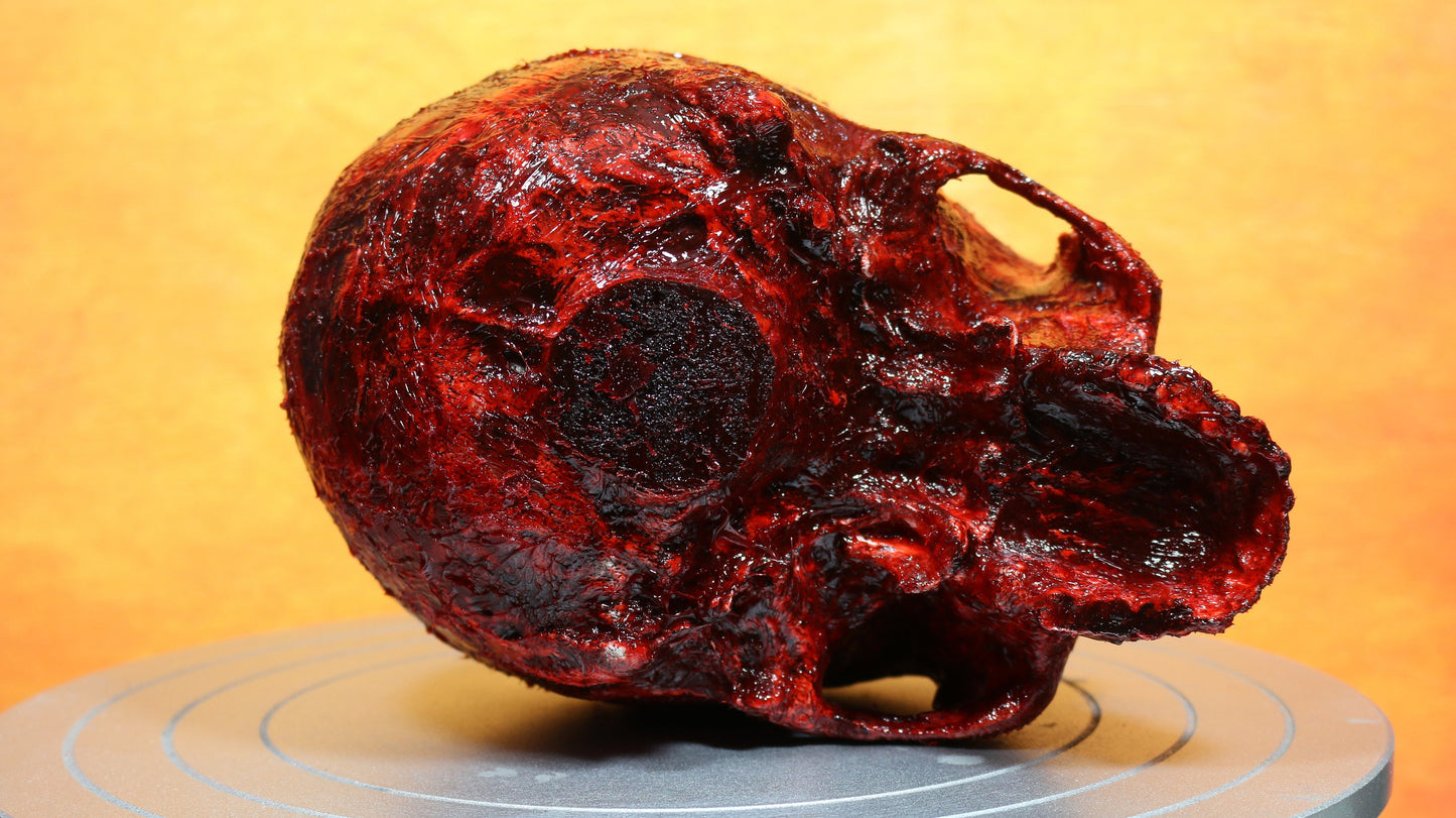 Life size bloody human skull. Great halloween decoration, haunted house prop or horror prop - Dead Goat Company